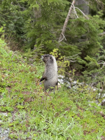 a marmot standing up in a woodland forest