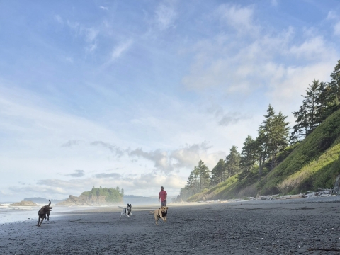 a scenic shot of a man and three dogs on a PNW beach