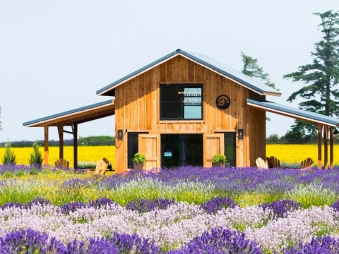 wooden building in a lavender field